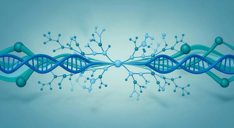 The MTHFR Gene Mutation: Understanding Methylation Pathways and Their Impact on Your Health